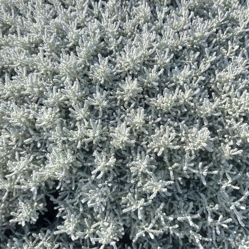 Cotton Lavender - SANTOLINA chamaecyparissus