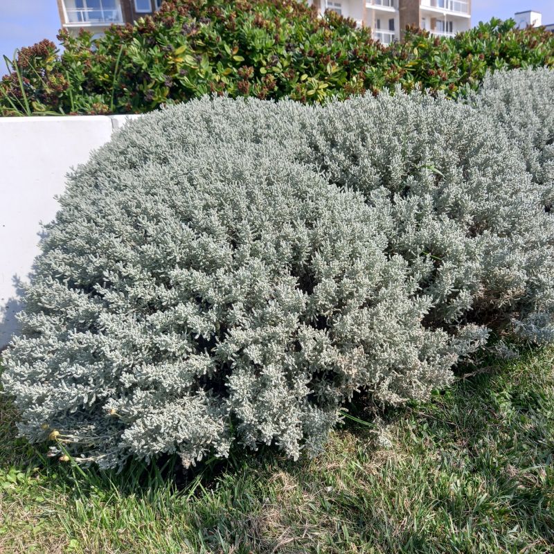 Cotton Lavender - SANTOLINA chamaecyparissus