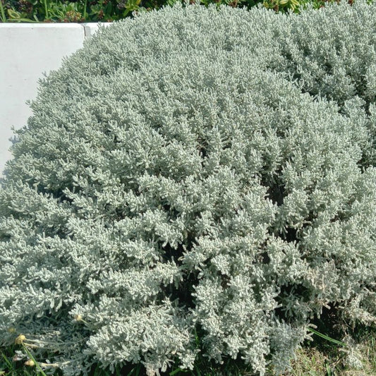 Cotton Lavender - SANTOLINA chamaecyparissus