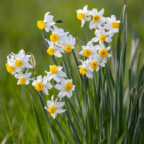 Daffodil (Narcissus) Canaliculatus Bulbs