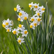 Daffodil (Narcissus) Canaliculatus Bulbs