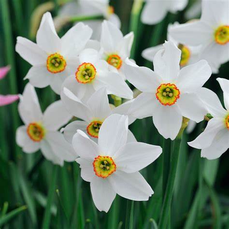 Daffodil (Narcissus) recurvus Pheasant Eye - Bulbs