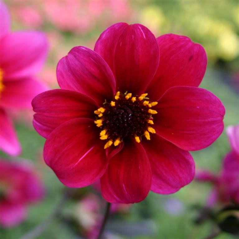 Dahlia Roxy