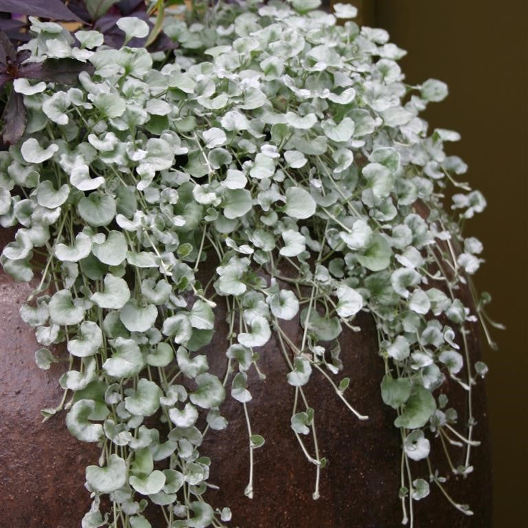 DICHONDRA sericea 'Silver Falls' - Pony Foot