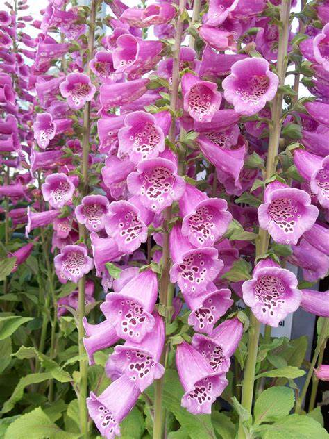 Digitalis purpurea Foxy