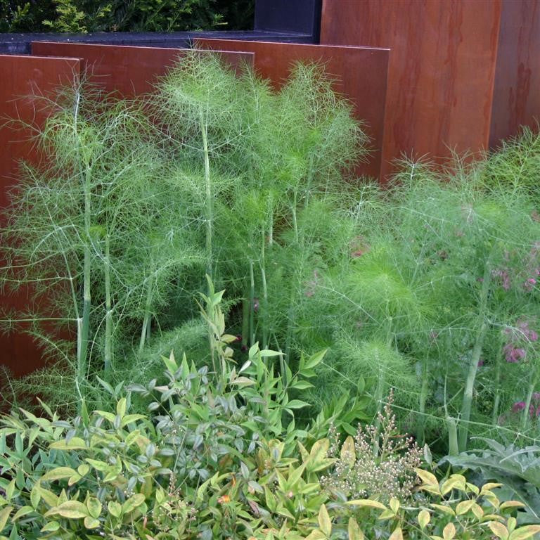Fennel 'Green' - (Foeniculum vulgare 'Green')