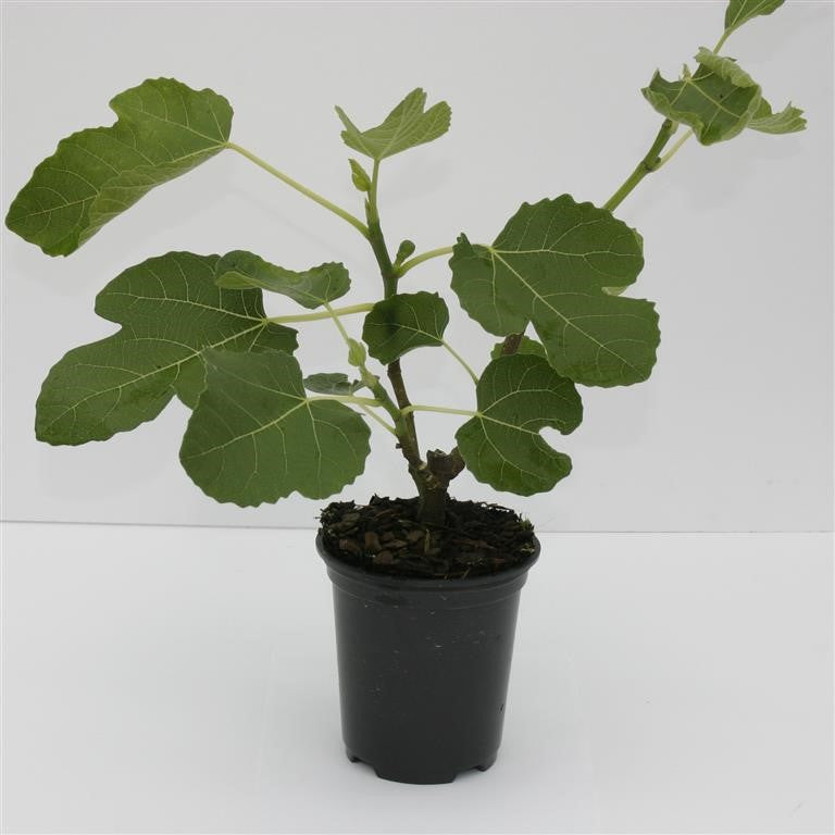 Ficus carica 'Brown Turkey' - comm. Fig