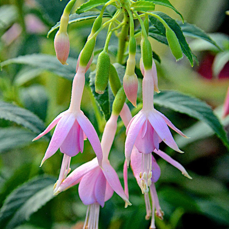 Fuchsia ‘Whiteknights Pearl’