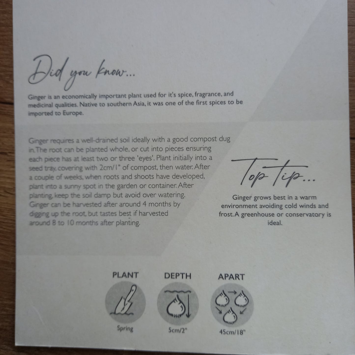 Ginger Zingiber Officinale