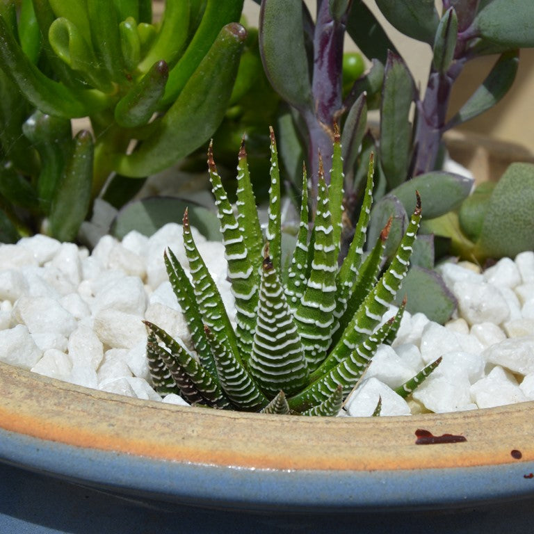 Haworthia fasciata - comm. Zebra Plant