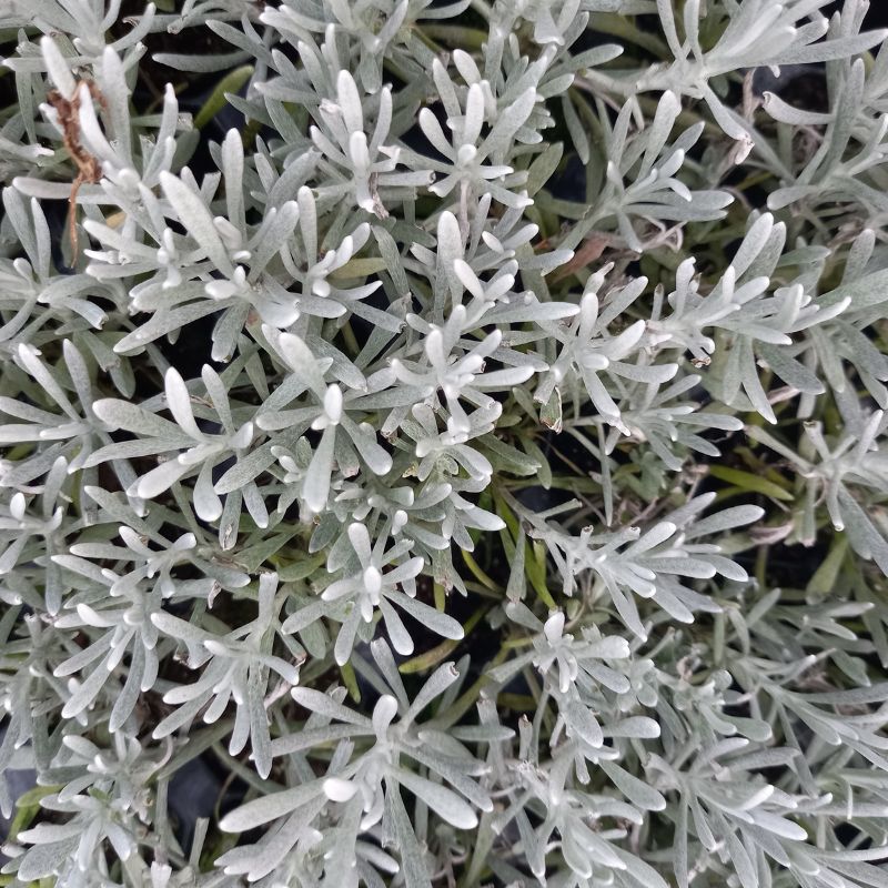 Curry Plant - HELICHRYSUM italicum 'Dartington'