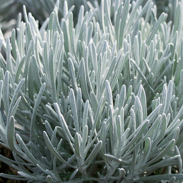 Curry Plant - HELICHRYSUM ambiguum 'Korma'