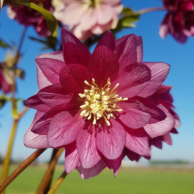 Hellebore orientalis - Helleborus 'Double Red' ~ - comm. Lenten Rose