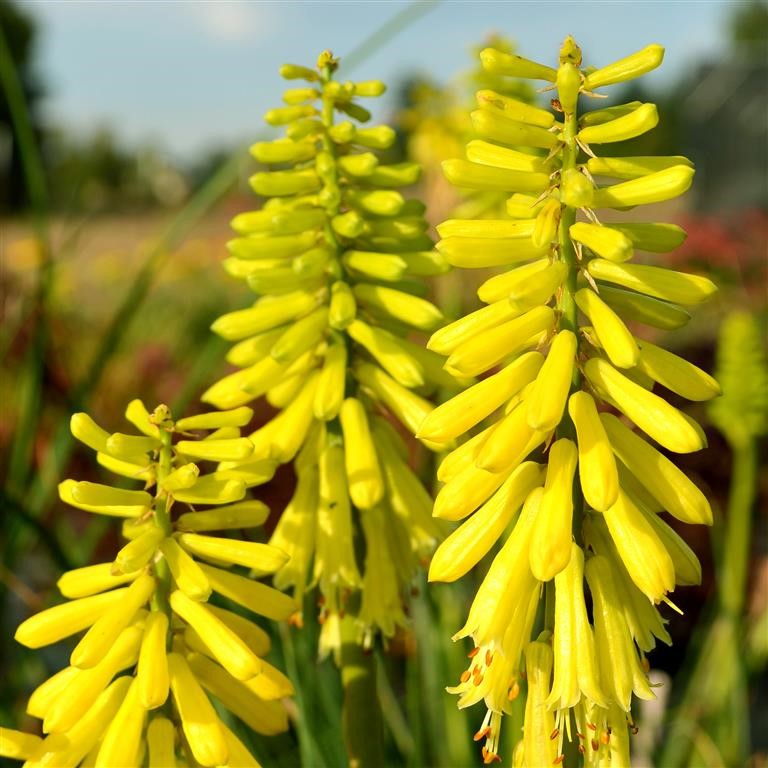 Kniphofia 'Lemon Popsicle' (P) - comm. Torch Lily or Red Hot Poker