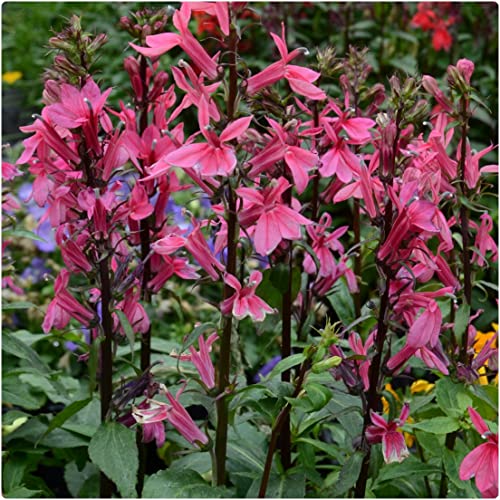 LOBELIA speciosa Starship Deep Rose
