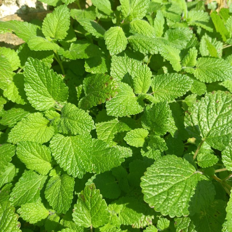 Lemon Balm - MELISSA officinalis