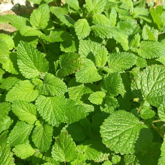 Lemon Balm - MELISSA officinalis