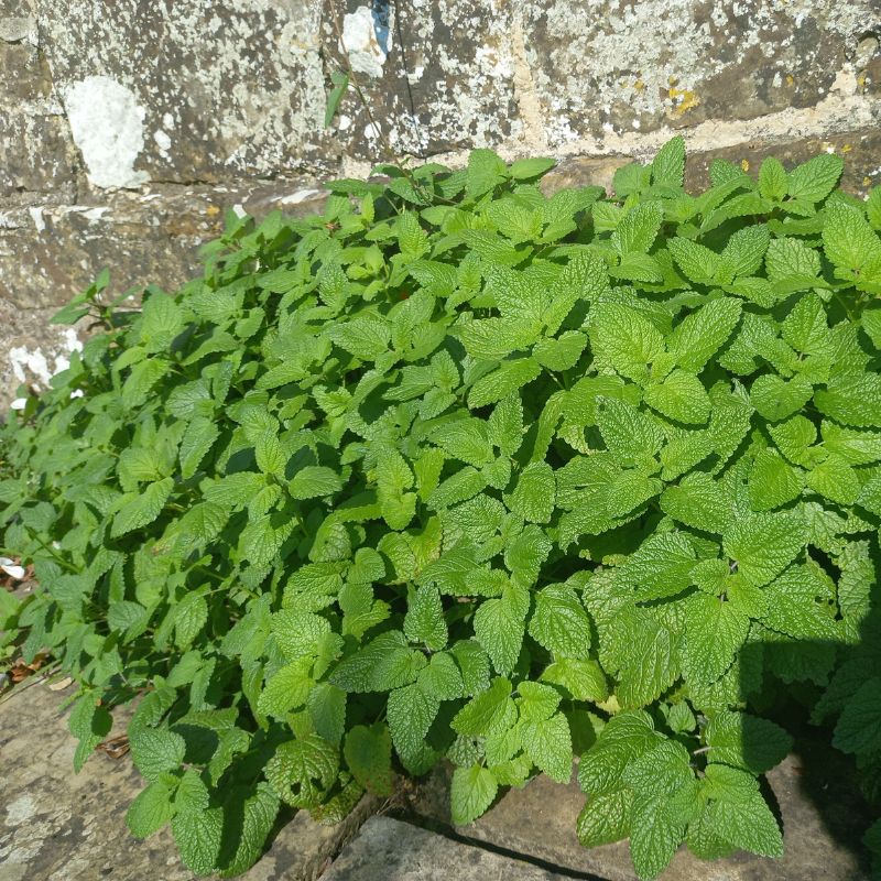 Lemon Balm - MELISSA officinalis