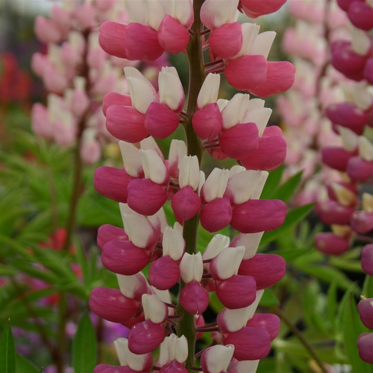 Lupin Russell 'The Chatelaine' (Schlobfrau) - syn. L Russell 'Schlobfrau'