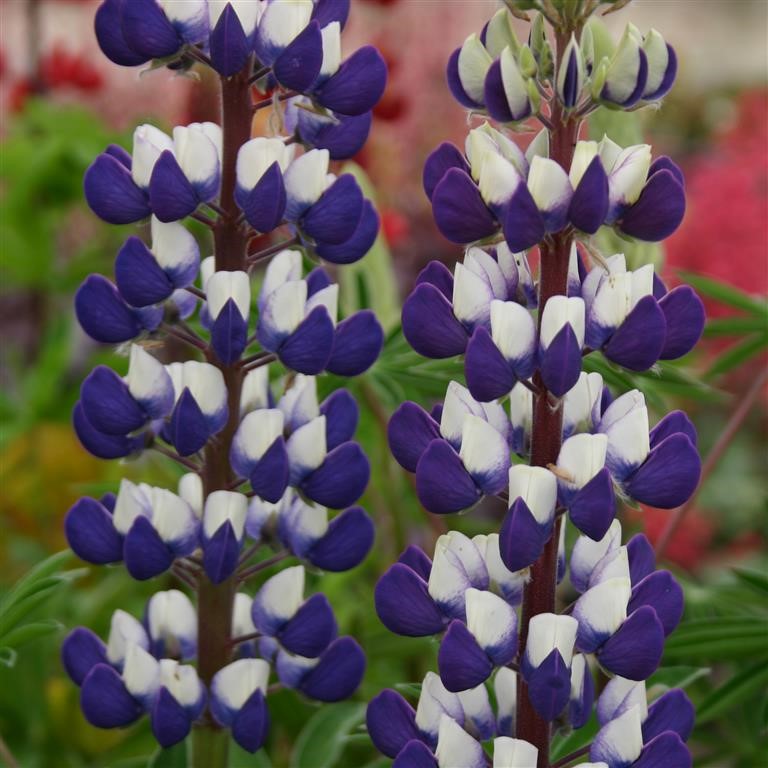 Lupin Russell 'The Governor' (Kastellan) - syn. L Russell 'Kastellan'