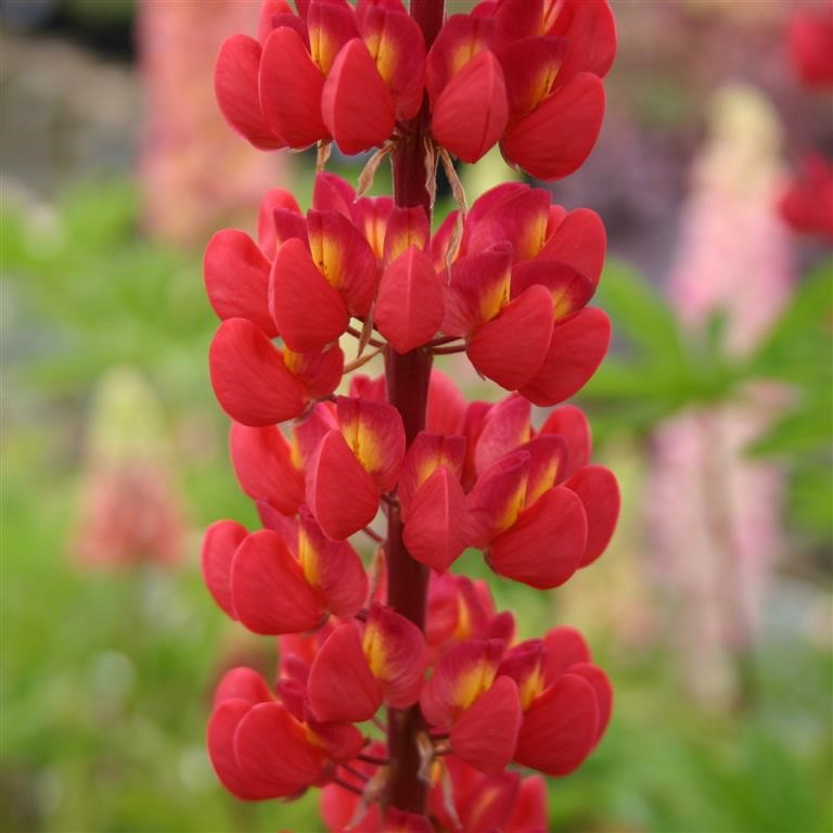 Lupin Russell 'The Pages' (Edelknaben) - syn. L Russell 'Edelknaben'