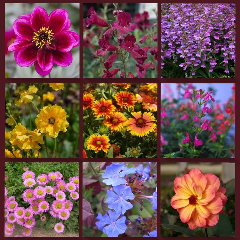 Mixed Varieties Garden Perennial Plug Plants Starter Packs