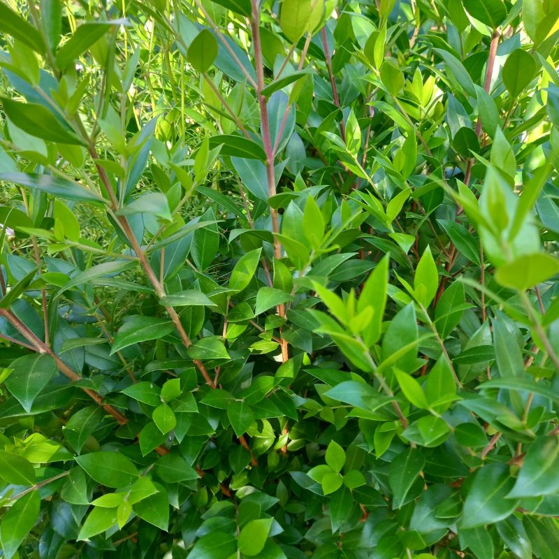 Myrtle - MYRTUS communis subsp. Tarentina