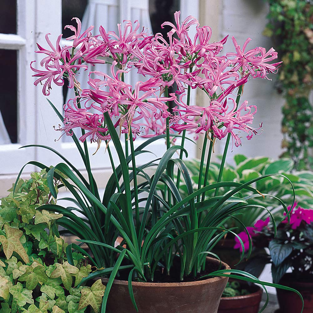 Nerine bowdenii - Bowden Lily