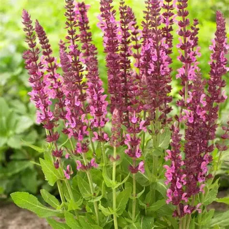 Salvia Sensation Deep Rose