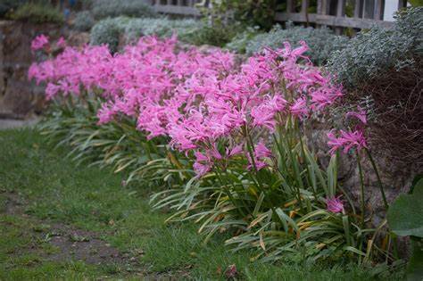 Nerine bowdenii - Bowden Lily