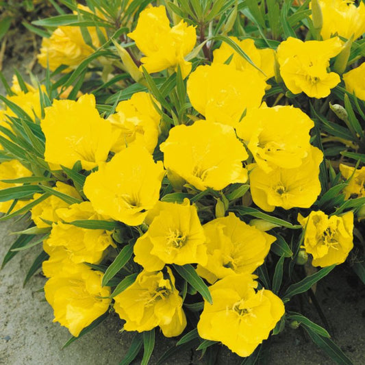 Oenothera macrocarpa Evening Primrose Evening Primrose