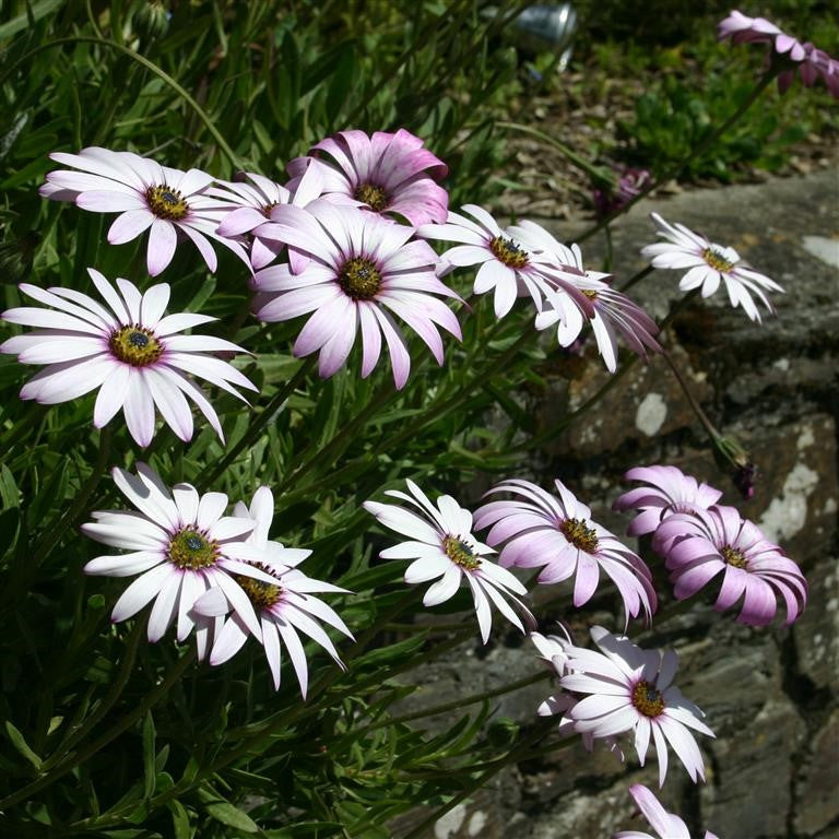 African Daisy - OSTEOSPERMUM 'Lady Leitrim