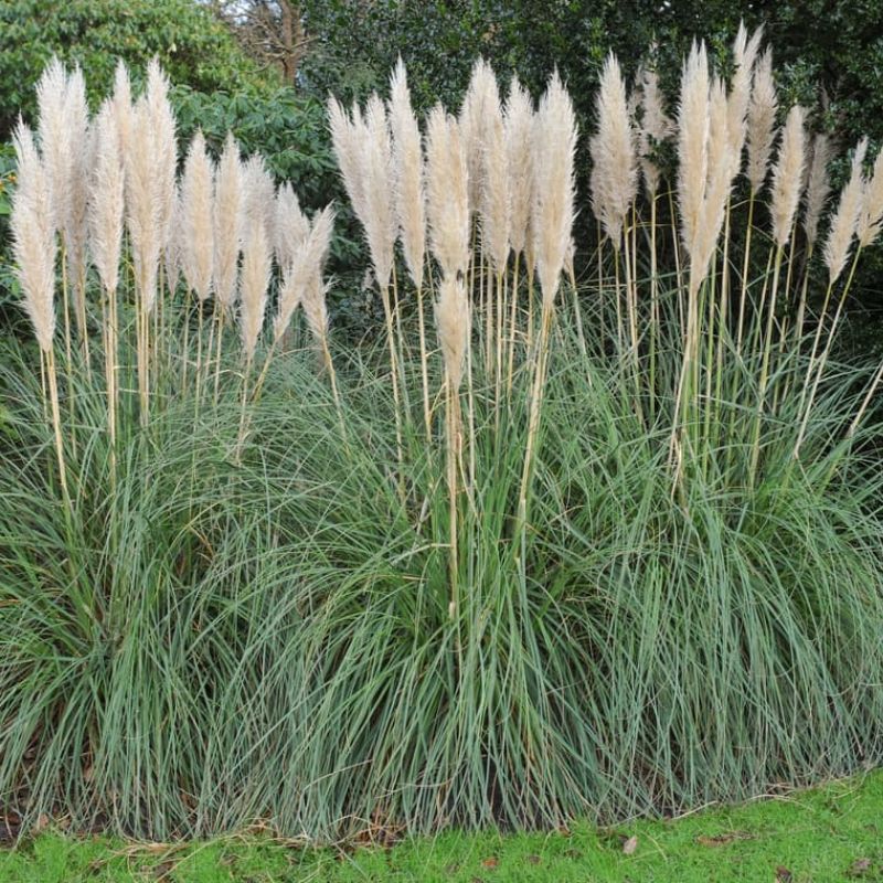 Pampas Grass Cortaderia selloana White Plume
