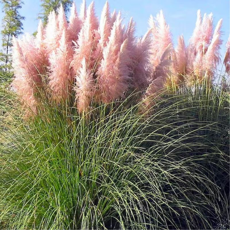 Pampas Grass Cortaderia selloana Rose Plume