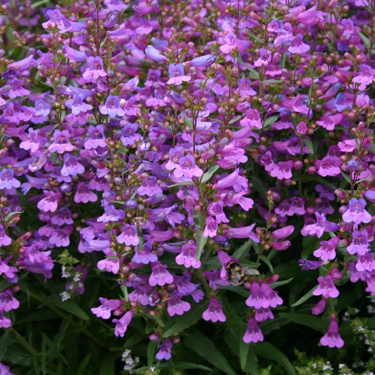 Penstemon 'Heavenly Blue' - Catherine de la Mare