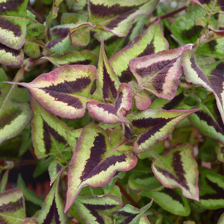 Persicaria ‘Purple Fantasy’ (VR)