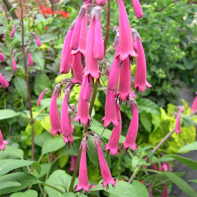 Phygelius Funfare 'Wine' (VR) - comm. Cape Figwort