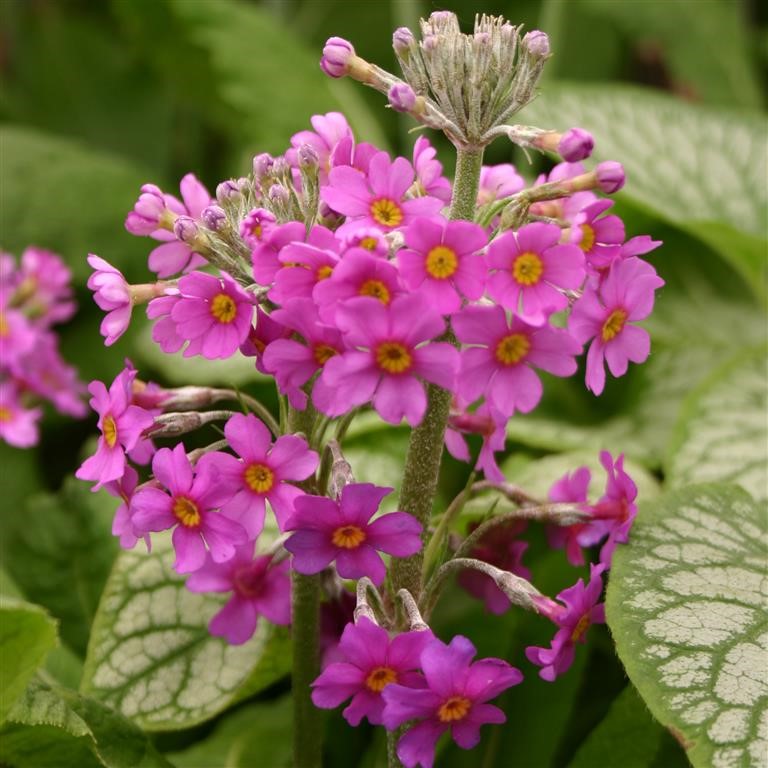 Primrose - Primula beesiana