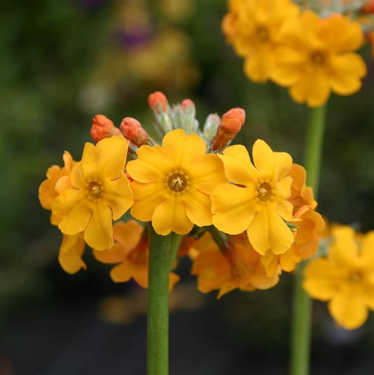 Primrose - Primula bulleyana