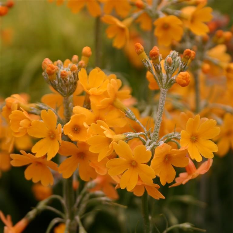Primrose - Primula chungensis