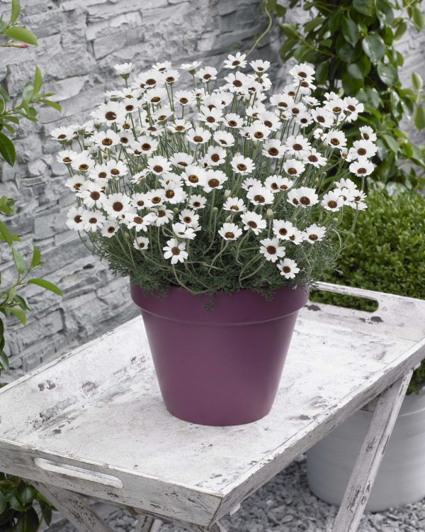 Rhodanthemum ‘Casablanca’ (Moroccan Daisy (PBR 'Casablanca')