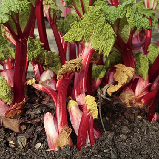 RHUBARB 'Victoria'