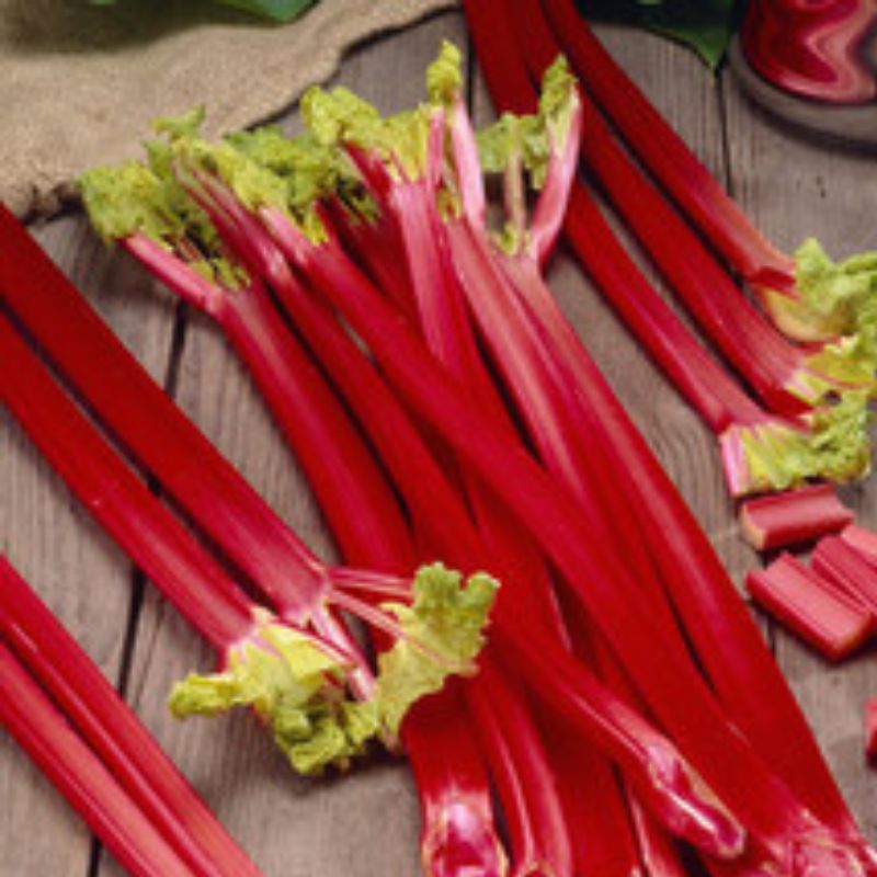 RHUBARB 'Victoria'
