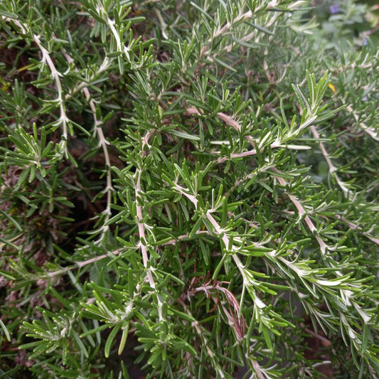Rosemary - ROSEMARINUS officinalis 'Prostratus' - Creeping