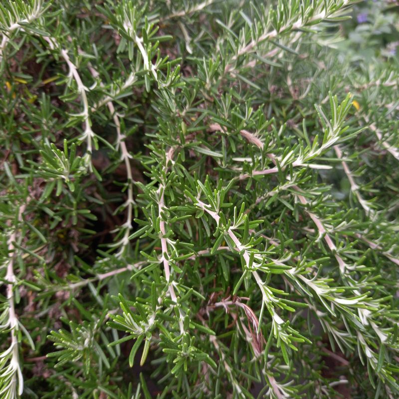 Rosemary - ROSEMARINUS officinalis 'Prostratus' - Creeping