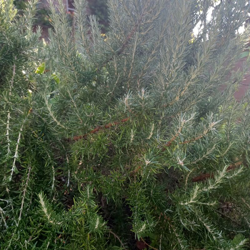 Rosemary - ROSEMARINUS officinalis 'Prostratus' - Creeping
