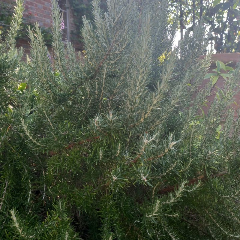 Rosemary - ROSEMARINUS officinalis 'Prostratus' - Creeping