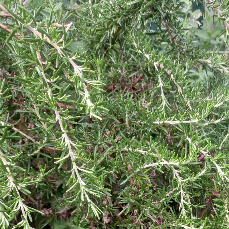 Rosemary - ROSEMARINUS officinalis 'Prostratus' - Creeping