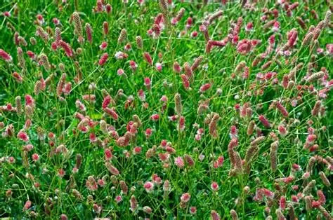 SANGUISORBA officinalis Pink Tanna