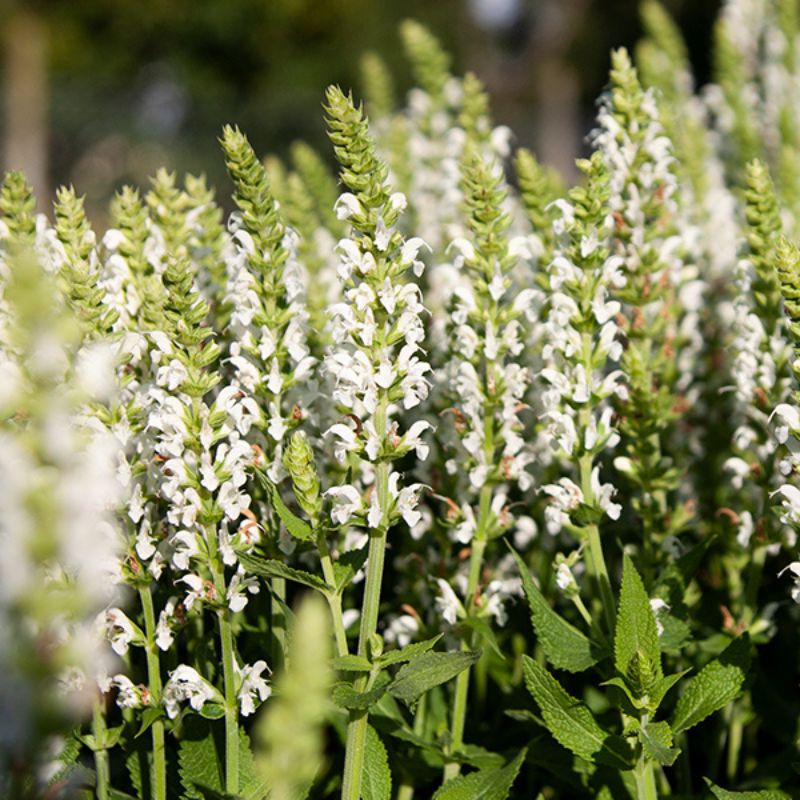 Salvia nemorosa Sensation White, sage- clary 'Sensation White'